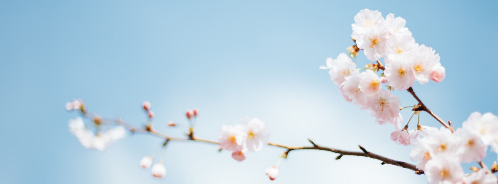 惜蕊